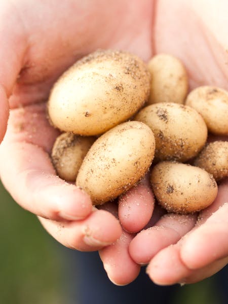 pexels-photo-775707-1