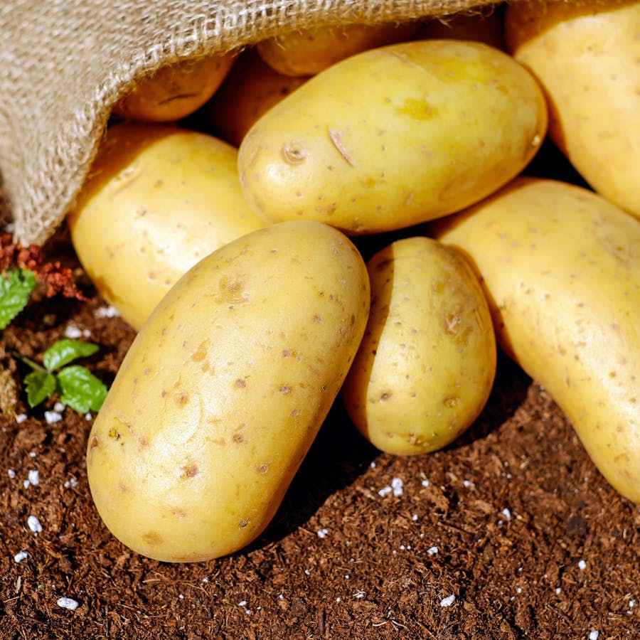 potatoes-vegetables-erdfrucht-bio-144248